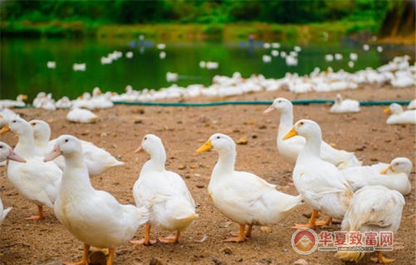 鸭子养殖加盟